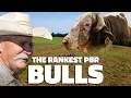 Meet the Rancher Breeding PBR s Most Rank Bulls