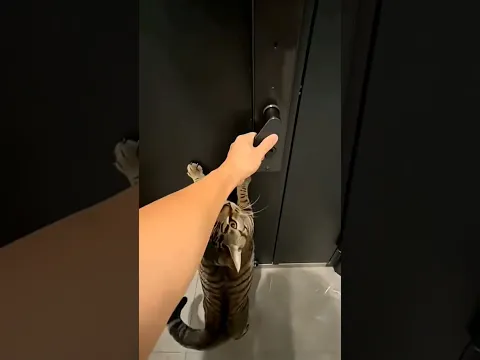 POV: Parfois tu as juste besoin d'un petit coup de pouce soutenant #chat #cat #pourtoi #humour
