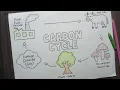Carbon Cycle Diagram Label Drawing Carbon Cycle How To Draw Carbon Cycle