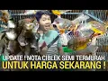 PASAR BURUNG ! NOTA CIBLEK SEMI TERMURAH UNTUK HARGA SEKARANG DI PASAR BURUNG PRAMUKA KIOS SIGIT 