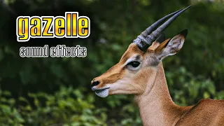 Gazelle Sound Effect Animals Sound Effects 