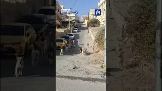 قطيع من الكلاب الضالة يرعب مواطنين في الرصيفة                                         دندنها