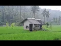 Download Lagu SAUNG SAWAH TETAP YANG TERBAIK‼️Di GUYUR Hujan Malah Terlihat Lebih INDAH, Kebanggan Petani Di Desa.