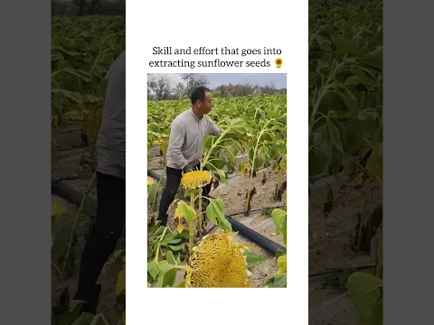 extracting sunflower seeds in smart way 🌻🌻