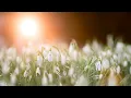 [1HR, Repeat] Meditation from Thais
