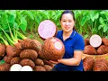 Download Lagu Panen Talas Ungu Segar Melimpah dari Kebun – Dijual di Pasar Desa \u0026 Jadi Pakan Ternak