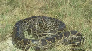 Florida Python Challenge begins today for 2026