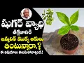 Download Lagu Insulin Plant For Diabetes | Medicianal Plant For Sugar| Insulin Benifits | Dr. CL Venkat Rao |TXTV
