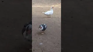 اغنية البطة للفنان حمزة الصغير 