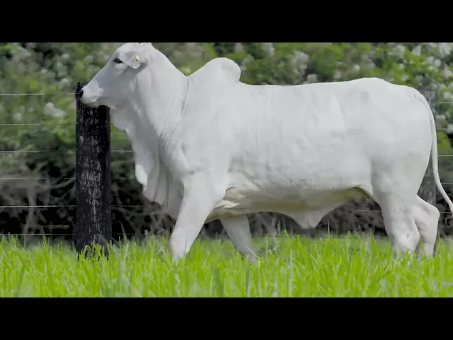 Novilha Nelore LSA - 1967