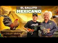 The Little Bird That Conquered Mexico The Aztec Gallito