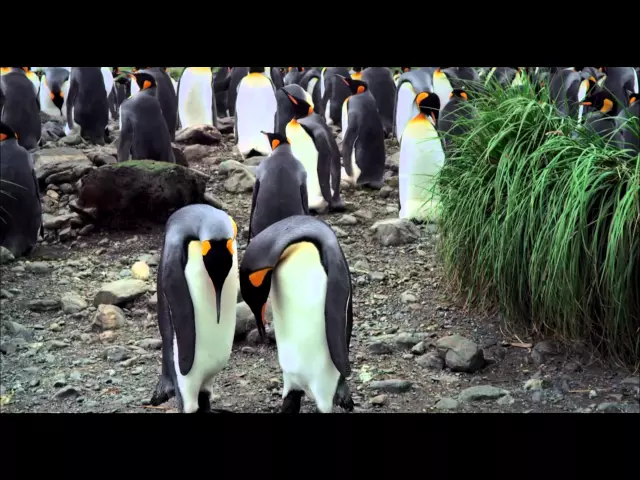 THE PENGUIN KING 3D TRAILER - In Cinemas From 24th October