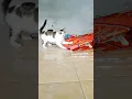 Download Lagu kucingku kaget part 12 #kucing #funnykittens #trendingshorts
