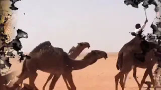 شيله يركد وتركد جنونه اداء الجفراني حماسيهه  شيله يركد وتركد جنونه اداء الجفراني حماسيهه