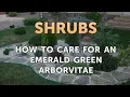 How to Care for an Emerald Green Arborvitae