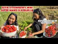 Download Lagu PETIK 3 JENIS STRAWBERRY DAPAT SELOYANG DI KEBUN