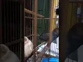 Download Lagu Suara Prinjak Full TIIILEK Lagu Utama