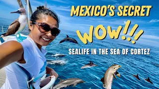 AMAZING WILDLIFE in the SEA OF CORTEZ – SAILING LIFE ON JUPITER EP148