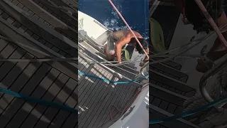 The Fish That Hooked Me Instead (Red Sea Chaos)