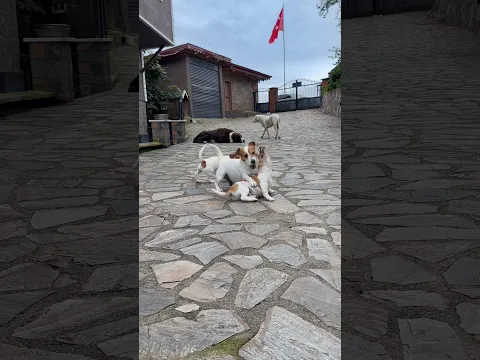 #jackrussell #jackrussellterrier