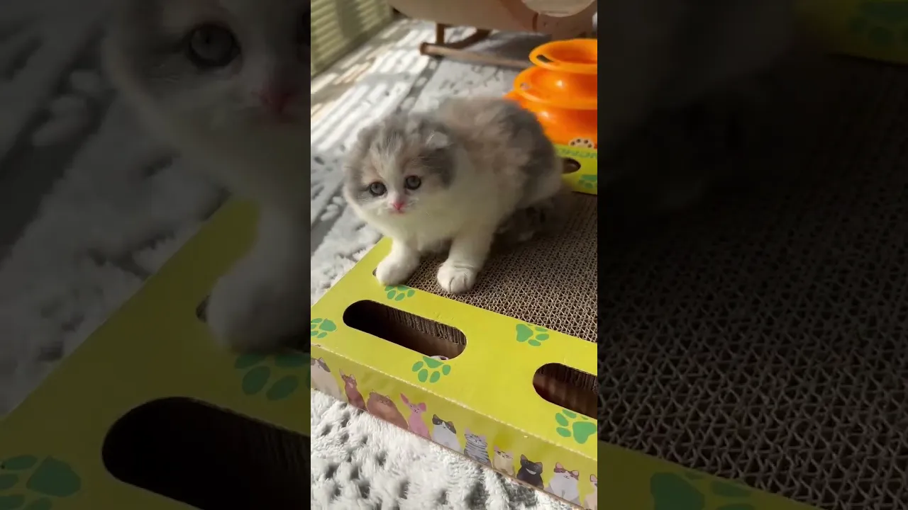 動画
