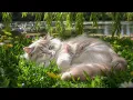 Lagu Ontspannende muziek voor katten 🌟 Geen advertenties | Kalmerende kattenmuziek voor stressverlicht...