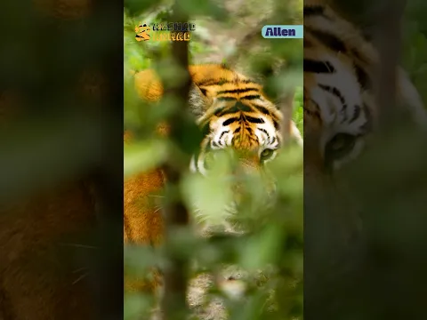 HARIMAU LIAR VS HARIMAU PENANGKARAN!