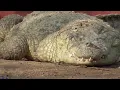Download Lagu Biggest Giant Crocodile's In The World !