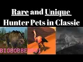 Rare and Unique Hunter Pets in WoW Classic