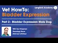 How to Express a Bladder Male Dog