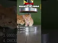 Lagu These AI Cat Videos Are TOO Real to Be Fake #sora #funny #ai #cat