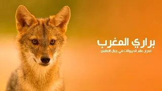 براري المغرب أسرار وخفايا عالم الطبيعة والحيوانات في اعالي جبال الريف والأطلس الكبير كويست عربية 