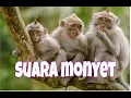 Download Lagu suara monyet ekor panjang