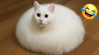 Try Not To Laugh 😂 Funniest Cats & Dogs | Funny Animals #5