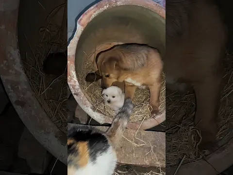 Mother dog protecting her puppies