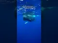 Download Lagu Being clicked by a sperm whale is such an experience!! #spermwhale #dominica #whales #ocean #snorkel