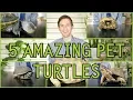 Five of the Best Pet Turtles You Could Possibly Get