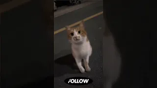 كيووووووووت لايك Cat Catlovers  كيووووووووت لايك Cat Catlovers