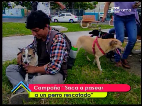 Campaña Saca a pasear a un perro rescatado