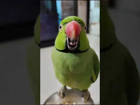 Bhikhari Kon hai? 😂🤔
