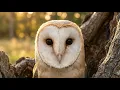 85 Days of Growth Barn Owl From Egg to Survival Silent Hunter s Journey