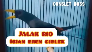 jalak rio kejet isian bren ciblek