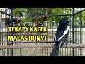 Lagu Suara burung Kacer ngeplong ini paling ampuh untuk pancingan Kacer agar emosi