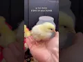 How To Pick Up Chicks Like A Pro