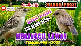 suara pikat u0026 masteran cici sawah cici padi cici alang alang branjangan mini klik klik greenmoni16