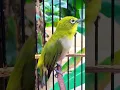 Download Lagu Lasrol Kasar Pleci Montanus Pancingan PLeci Bahan #plecigacor #plecimonty