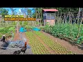 Download Lagu Kolam kecil untuk entog, panen hasil kebun, unboxing alat pertanian, hidup di hutan beternak CR-113