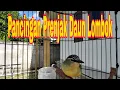 Download Lagu Opior Jambul Gacor Untuk Masteran Opior Jambul Muda atau Untuk Pikatan Opior Jambul