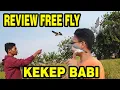 Lagu REVIEW KEKEP BABI FREE FLY SI PENGUASA LANGIT | BURUNG KECIL YANG BISA NYERANG ELANG