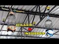 Download Lagu KILLER \u0026 NISHIDA saling adu tembakan di gantangan latpres pcmi magelang